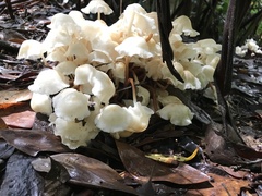 Marasmius pellucidus