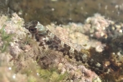 Bellapiscis lesleyae