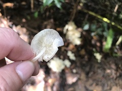 Marasmius pellucidus