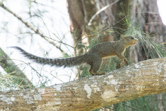 Heliosciurus undulatus