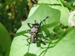 Hexatricha pulverulenta