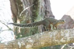 Heliosciurus undulatus