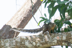 Heliosciurus undulatus