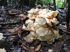Marasmius pellucidus