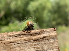 Ormiscodes amphimone