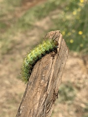 Ormiscodes amphimone