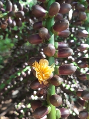 Arenga pinnata