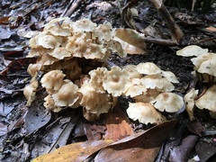 Marasmius pellucidus