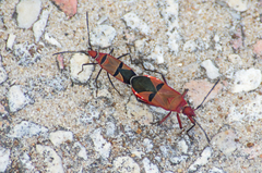 Dysdercus fasciatus