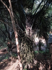 Arenga pinnata