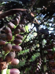 Arenga pinnata