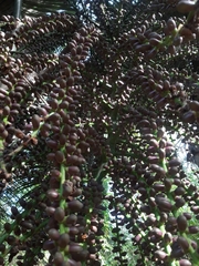 Arenga pinnata