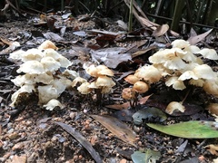 Marasmius pellucidus