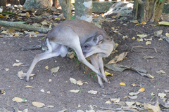 Blue Duiker photo 5