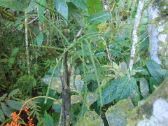 Chamaedorea pinnatifrons