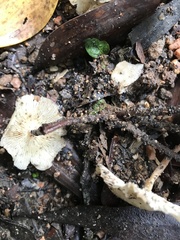 Marasmius pellucidus