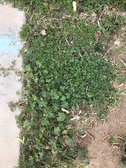 Malva parviflora