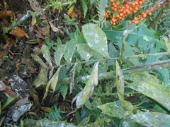 Chamaedorea pinnatifrons