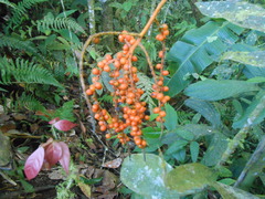 Chamaedorea pinnatifrons