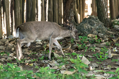 Blue Duiker photo 4