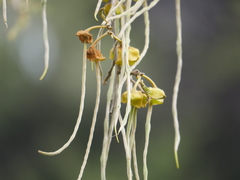 Sophora chathamica
