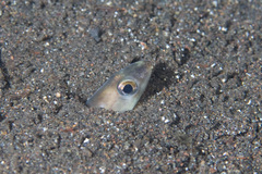 Ariosoma