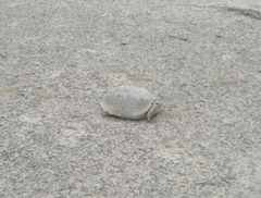 Gopherus flavomarginatus