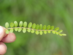 Sophora chathamica