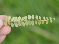 Sophora chathamica