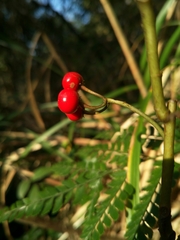 Ardisia crispa