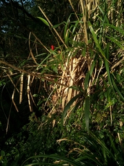 Ardisia crispa