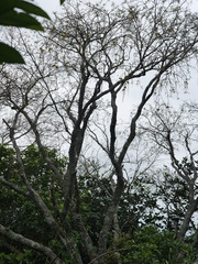 Sophora chathamica