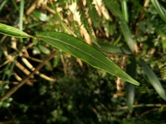 Ardisia crispa