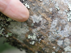 Sophora chathamica