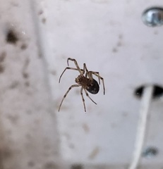 Steatoda triangulosa