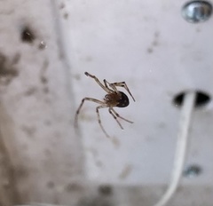 Steatoda triangulosa