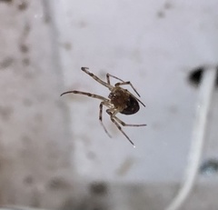 Steatoda triangulosa