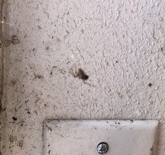 Steatoda triangulosa