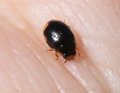 Hyperaspis quadrioculata