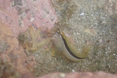 Parablennius laticlavius