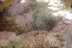 Parablennius laticlavius