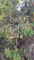 Ventilago denticulata