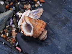 Turritriton labiosus