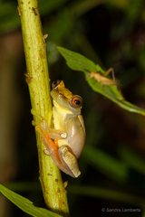 Dendropsophus elegans