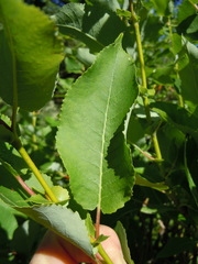 Salix lutea