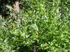 Salix lutea