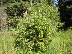 Salix lutea