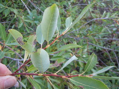 Salix lutea