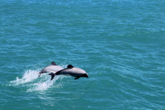 Cephalorhynchus hectori