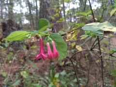 Lonicera mexicana